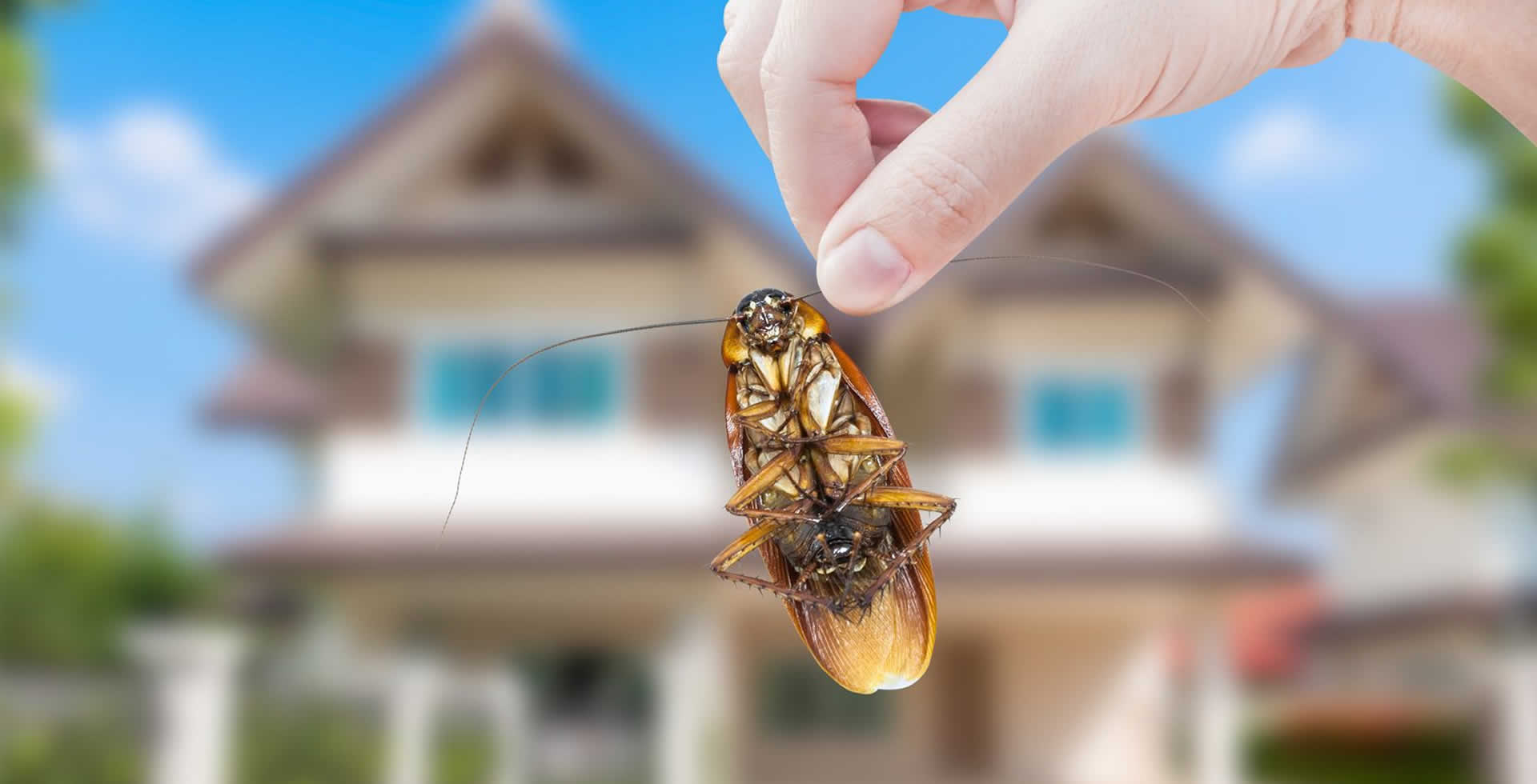 Cockroach picture