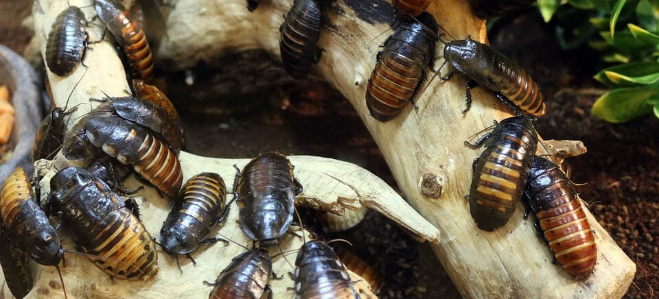 Wood cockroaches